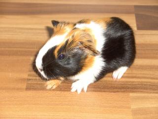 Meerschweinchenbabys abzugeben