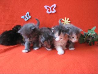 Wunderschöne Coonkitten suchen noch