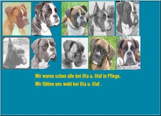 Boxererfahrene Pflege von privat