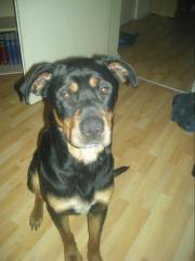 Rottweiler Mix zuverkaufen