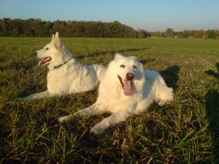 Weisse Schweizer Schäferhund-Welpen