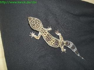 1. 1 Leopardgecko Nominat