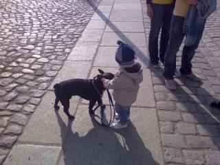 SUCHE FRANZÖSISCHE BULLDOGGE WELPE
