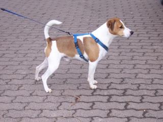 Jack Russel Terrier braun weiß