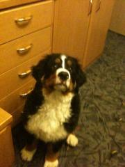 Berner Sennen Hund leider abzugeben