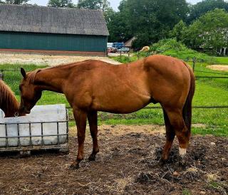 2j Quarter Horse Hengst - by 3 mio Sire Lil Joe Cash