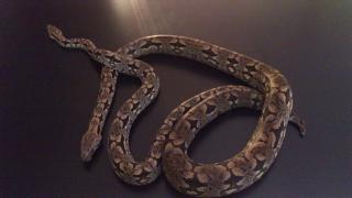 1, 1 Südliche Madagaskar Boa het Albino