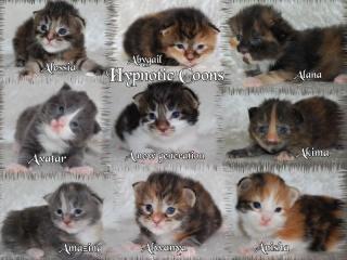 Super Süße Maine Coon Babys