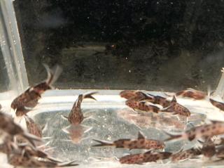 Zwerg-Fiederbartwels Synodontis lucipinnis
