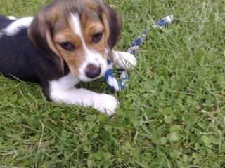 Beagle Mädchen zu verkaufen