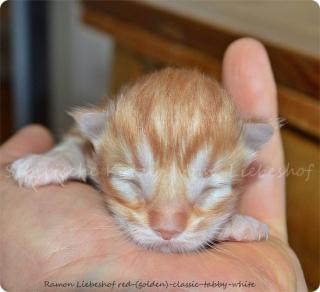 Sibirische Katzen Katzenbabys Kitten mit int. Stammbaum der TICA
