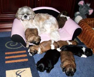 Verkaufen Shih Tzu Babys o. Papiere