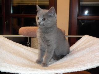 Reinrassige Kartäuser Chartreux Kitte
