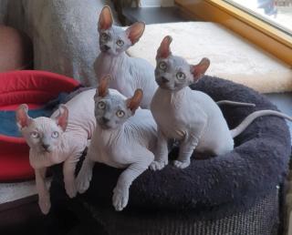 Wunderschöne Sphynx Kater abzugeben