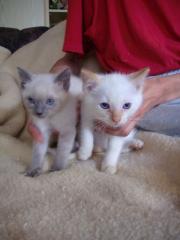 Siam m und Siam/Hl. Birma w