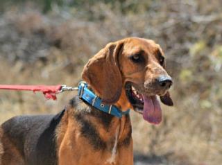 Bella Bruno du Jura Hundedame. Sie hat in ihrem bisherigen Leben nichts als El