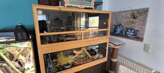 Kornnatter Kornnattern 2 Weibchen