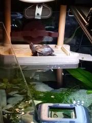 Chinesische Dreikielschildkröte