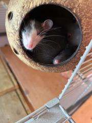 Ich suche Zubehör für meine Ratten