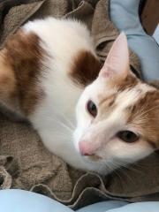 Kater immer noch gesucht - seit 08 2022