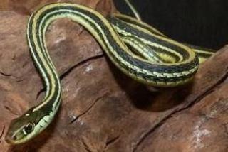 Strumpfbandnatter 25, -