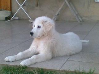 Hirtenhunde maremmano abruzzese