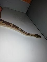 Königsphyton Butter/lesser, platinum