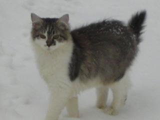 Kater Solemann vermisst