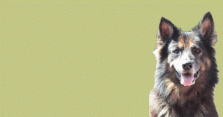 Artgerechtes Hundefutter