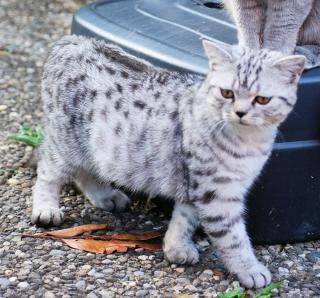 Britisch Kurzhaar Kater, black-silver-tabby-spotted