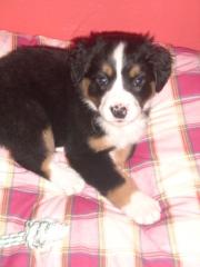 Unsere Mira