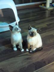 Verkaufe noch 2 süsse kleine Siam Thai Kitten alter Typ