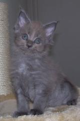 Maine Coon Babys in tollen Farben