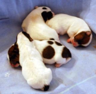 4 Reinrassige Jack Russell Welpen