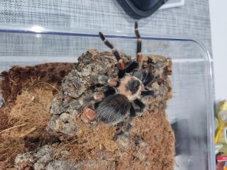 Brachypelma Auratum 4cm weiblich