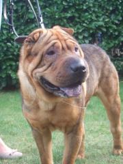 Shar Pei Rüde 2 Jahre alt