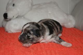 Hurra, Hurra unsere Toy/Miniature Shepherd Welpis sind da