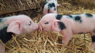 Ferkel Läufer Bunte Bentheimer Schweine aus Herdbuchzucht