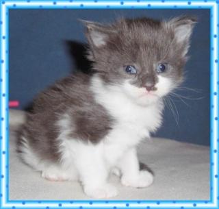 Maine Coon Kitten