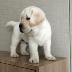 12 Wochen Labradorwelpen mit Ahnentafel