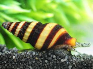 Raubschnecken, Killerschnecken Clea helena / Anentome helena