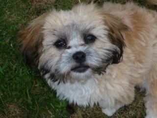 Shi Tzu zu verkaufen