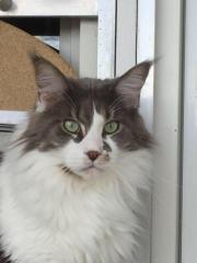 Blue-White Maine Coon Deckkater o. Papiere