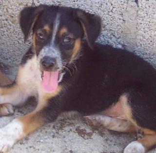 Pfötchenhilfe Rhodos sucht für Schäferhund-Mix Marvin ein neues Zuhause