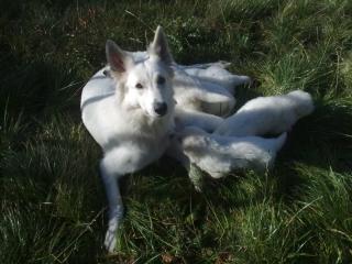 Weißer-Schweizer-Schäferhundbabys