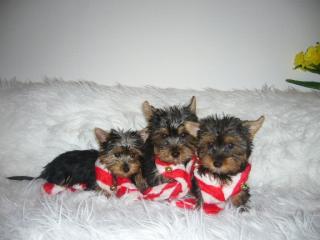 Yorkshire-Terrier-welpen mit . Ahnentafel . Chip.