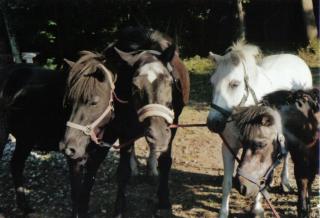 Ponys suchen Reitbeteiligungen