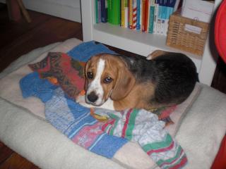 Kleiner Beagle Rüde sucht neues zu Hause