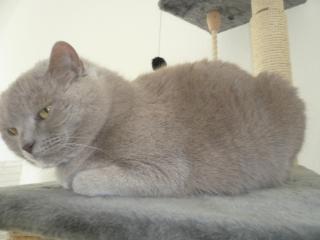 BKH in Blau und Lilac auf der Suche nach einer neuen Familie.