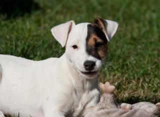 Jack Russell Terrier Welpen in glatt